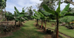 Finca in Guapiles