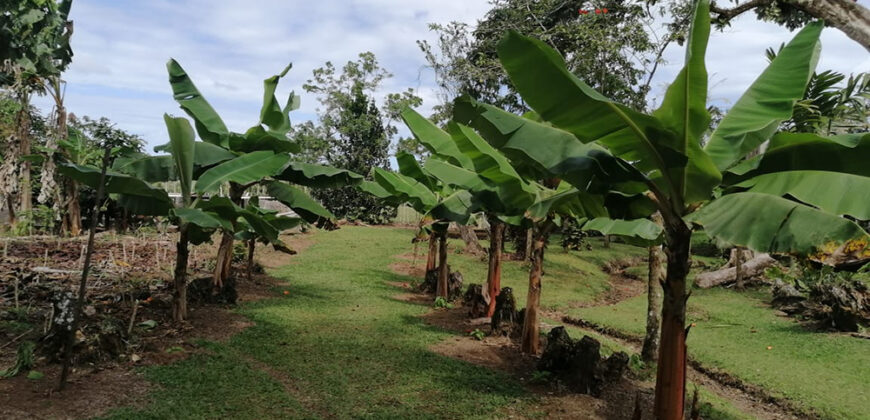 Finca in Guapiles