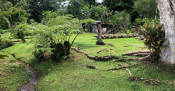 Finca in Guapiles