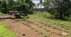 Finca in Guapiles