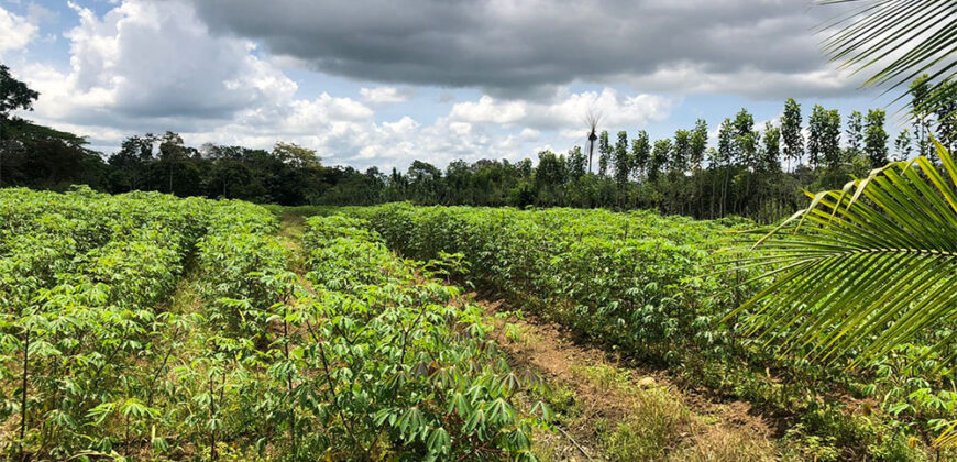 Finca in Guapiles