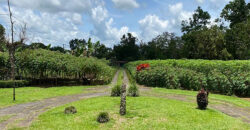 Finca in Guapiles