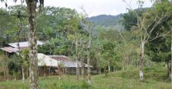 11 Acre Farm for Sale Uvita