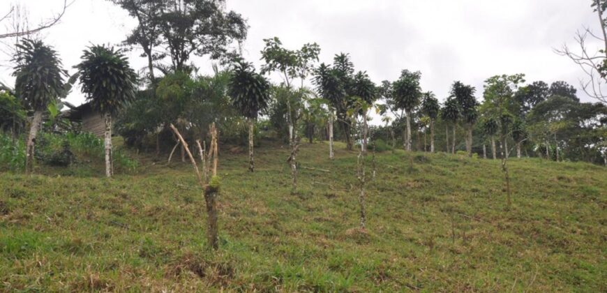 11 Acre Farm for Sale Uvita