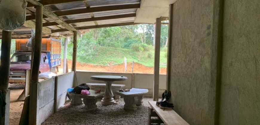 11 Acre Farm for Sale Uvita