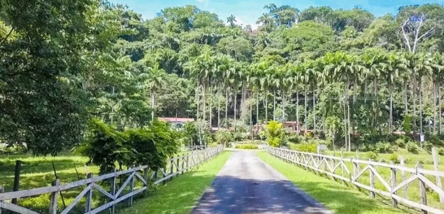 Prime Development Property for Sale Dominical