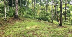 7 Bedroom Jungle Property for Sale Dominical