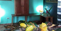 Brisas del Caribe