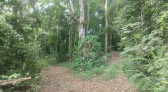 50 Hectare lot in San Antonio de Tulin