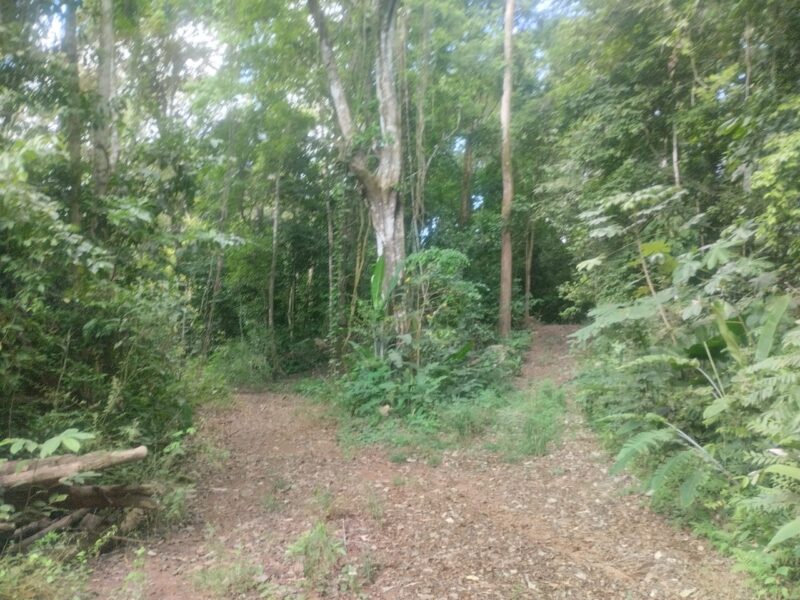 50 Hectare lot in San Antonio de Tulin